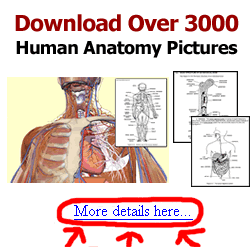 Click for More Details: 3000 Pages of Anatomy & Physiology Classroom Materials 3000 Pages of Anatomy & Physiology Classroom Materials